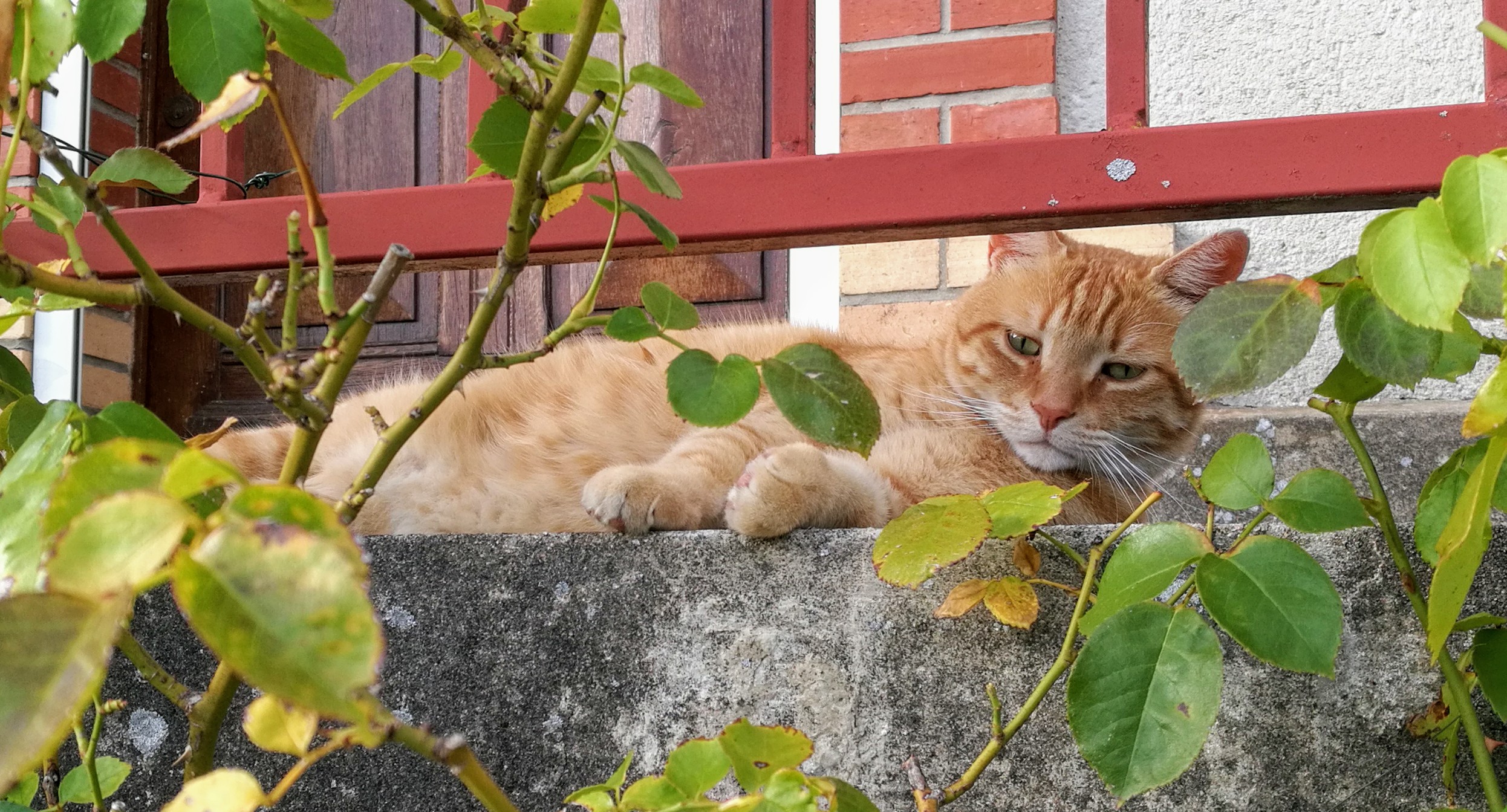 Chat roux
